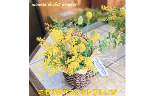 (3月発送)ミモザのバスケットアレンジ<限定品>おしゃれなお花をインテリア・壁飾り・プレゼント に!【1581813】 1954593 - 茨城県ひたちなか市