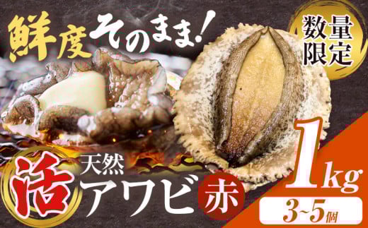 【数量限定】天然『活』アワビ (赤) 1kg ( 3～5個 )《7月中旬-9月上旬頃出荷》 寺田水産 【配送不可地域：離島・北海道・沖縄県・東北・中国・四国・九州】 千葉県 勝浦市 海産物 鮑 あわび 刺身 1602433 - 千葉県勝浦市