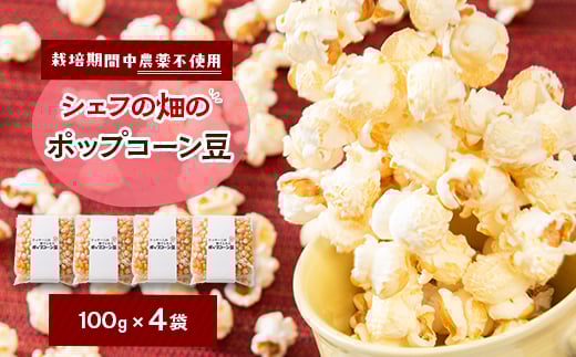 栽培期間中、農薬を使わず自家栽培 シェフの畑のポップコーン豆 100g×4袋(20食分)【1550980】 2047031 - 京都府与謝野町