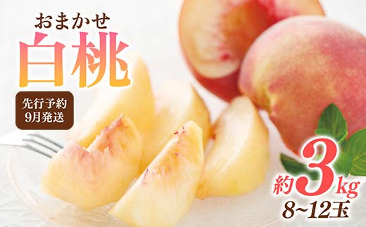 FYN6-116 ≪2025年先行予約≫9月発送 山形県産 品種おまかせ 白桃 約3kg（8～12玉） 秀品 硬めの桃 2025年9月上旬から順次発送 桃 もも モモ 果物 くだもの 夏果実 フルーツ 産地直送 山形県 西川町 月山