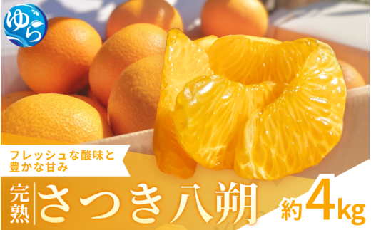【来シーズン先行予約】完熟さつき八朔 約4kg【2026年3月下旬頃から発送予定】 / はっさく ハッサク 柑橘 由良町 果物 フルーツ くだもの 産地直送 和歌山【kzmn002】 484478 - 和歌山県由良町