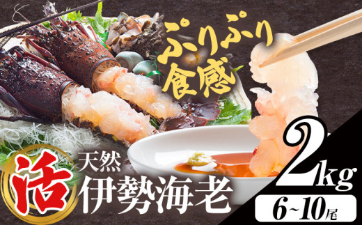 【数量限定】天然『活』伊勢海老 2kg  ( 6尾 ～ 10尾 ) 【配送不可地域：離島・北海道・沖縄県・東北・中国・四国・九州】 《30日以内に出荷予定(土日祝除く)》 寺田水産 千葉県 勝浦市 伊勢海老 イセエビ 海産物 えび 1602439 - 千葉県勝浦市