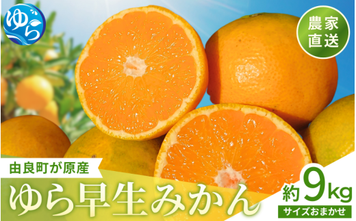 ＼レビューキャンペーン中／【先行予約】和歌山県産 ゆら早生みかん 約9kg  ※2025年10月中旬頃より順次発送予定 / 和歌山県 柑橘 みかん 甘い 蜜柑 フルーツ 果物 くだもの 食品 人気  晩柑 おすすめ 送料無料 産地直送 由良町【kzmn006】 482079 - 和歌山県由良町