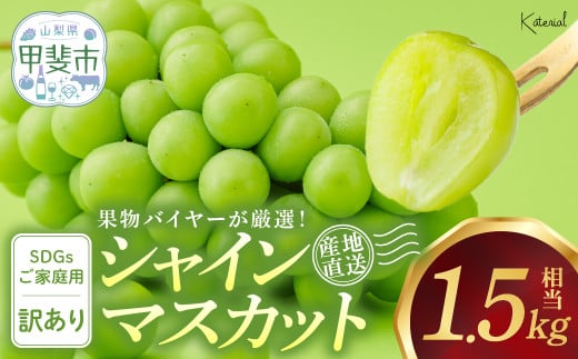 2025年発送 訳あり 約1.5㎏ SDGs シャインマスカット 山梨県産 国産 産地直送 人気 おすすめ 贈答 ギフト お取り寄せ フルーツ 果物 くだもの ぶどう ブドウ 葡萄 わけあり ワケアリ 新鮮 甘い 皮ごと 甲斐市 AD-279