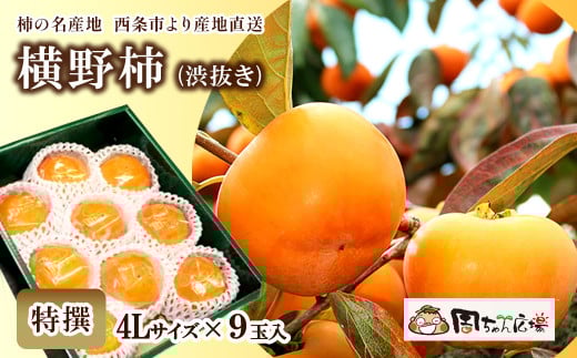 【先行予約】 愛媛県西条産 「横野柿（渋抜き）」（JA周桑） 特撰4Lサイズ×9玉入り　2025年12月発送 周ちゃん広場 375833 - 愛媛県西条市
