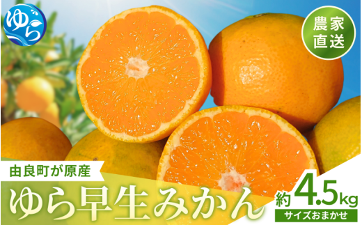 【先行予約】和歌山県産 ゆら早生みかん 約4.5kg  ※2025年10月中旬頃より順次発送予定 / 和歌山県 柑橘 みかん 甘い 蜜柑 フルーツ 果物 くだもの 食品 人気  晩柑 おすすめ 送料無料 産地直送 由良町【kzmn005】 2073251 - 和歌山県由良町