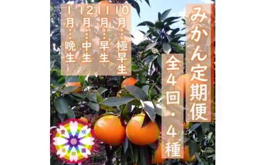 ＜発送月固定定期便＞愛咲果樹園「みかん定期便」(10月～1月)全4回＜D71-19＞_ 定期便 みかん ミカン 温州 早生 常温 国産 フルーツ 果物 くだもの 人気 柑橘 かんきつ 愛媛 旬 産地直送 産直 季節限定 甘い 限定 食べ比べ 【4013210】 1315934 - 愛媛県八幡浜市