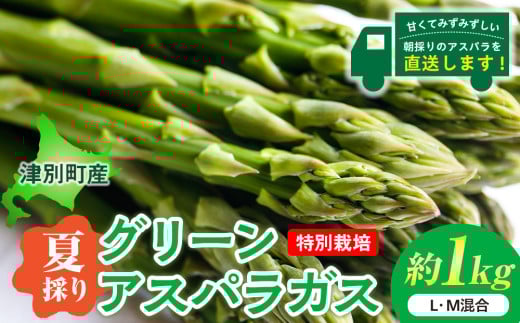 R7年産 アスパラガス（夏採り）特別栽培　約1kg　細川農園/013-24200-b01C グリーンアスパラ グリーンアスパラガス アスパラ 野菜 夏 朝採れ 極太 サラダ 天ぷら 炒め物 旬 特産 産地直送 北海道 津別町 送料無料 683893 - 北海道津別町