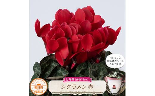 過去に農林水産大臣賞等複数受賞…シクラメン　赤色　5号鉢(直径15cm)底面給水鉢【1220331】