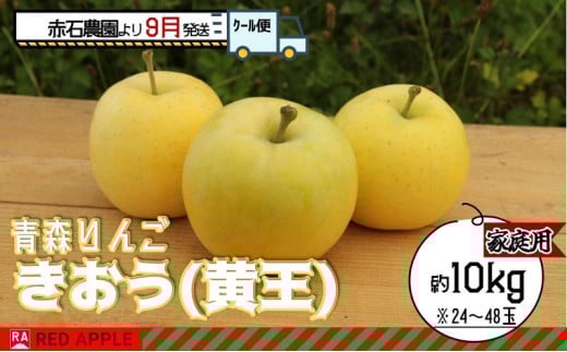 りんご 【 9月 クール便発送 】 家庭用 きおう ( 黄王 ) 約 10kg 【 弘前市産 青森りんご 】 REDAPPLE 青森県産 黄色いりんご 1454067 - 青森県弘前市