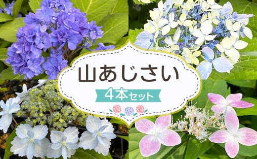 <山あじさい 4本セット>