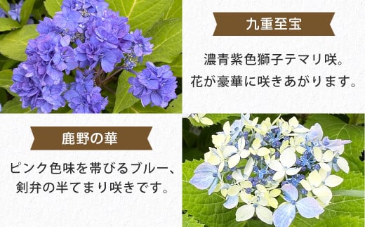 ＜山あじさい 4本セット＞