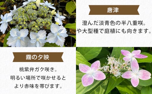 ＜山あじさい 4本セット＞