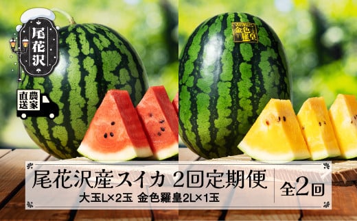 先行予約 尾花沢産スイカ 2回定期便 大玉 スイカ 金色羅皇 こんじきらおう 全2回 7月下旬～8月中旬頃発送 2025年産 令和7年産 kb-tksu2 2072087 - 山形県尾花沢市