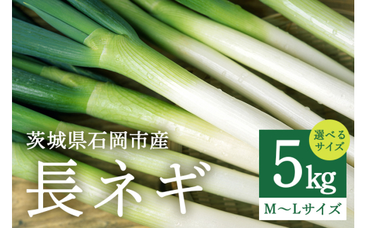 長ネギ 5kg (Lサイズ/Mサイズ/L・Mサイズ)