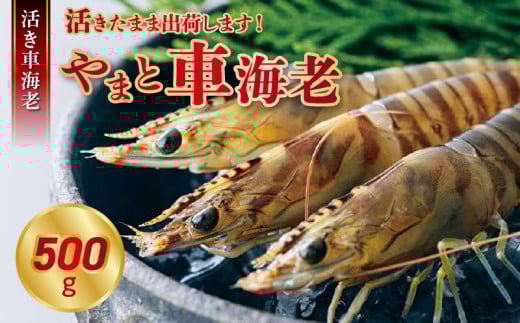 活き車海老「やまと車海老」500g_S010-082 1297596 - 熊本県天草市