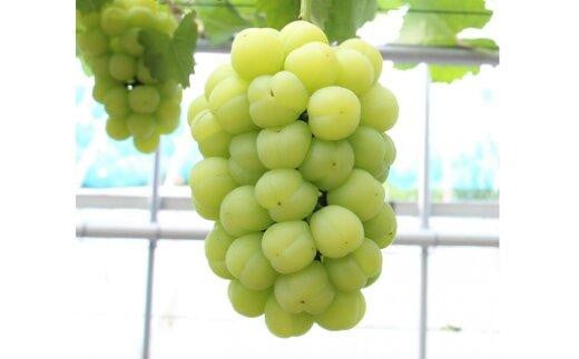 桃太郎ぶどう1房(約500g)【数量限定200セット】 1422694 - 岡山県岡山県庁