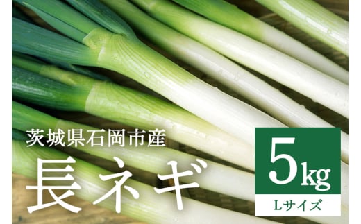 長ネギ Lサイズ 5kg