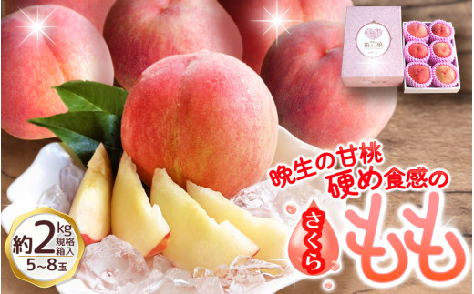 朝もぎ直送！『白桃系さくら』5～8玉 約2kg規格箱入り【高機能共選機使用】選び抜かれた桃《もも 先行予約》　山梨県産 モモ/ フルーツ 果物 くだもの 人気 産地直送/厳選  贈答 贈り物【tab0099】 399161 - 山梨県丹波山村