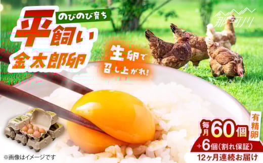 【全12回定期便】【TVで紹介！】鮮度ＡＡ級の世界最高ランク！金太郎卵 平飼い 卵 60個（6個入り✕10パック）＜有限会社 フジノ香花園＞那珂川市 卵 金太郎卵 平飼い卵 平飼い 卵 たまご [GAM013]