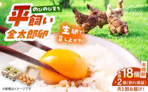 ＼月2回発送／【TVで紹介！】【鮮度ＡＡ級の世界最高ランク！】金太郎卵 平飼い たまご 計36個(18個×月2回)＜有限会社フジノ香花園＞那珂川市 卵 たまご 平飼い 新鮮 平飼い卵 国産 玉子 鶏卵 [GAM037] 1987879 - 福岡県那珂川市