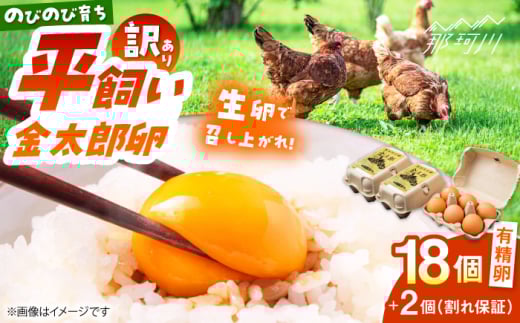 ＼訳あり／【TVで紹介！】【鮮度ＡＡ級の世界最高ランク！】金太郎卵 平飼い たまご 18個（6個×3パック）＜有限会社フジノ香花園＞那珂川市 訳アリ 理由あり わけあり 卵 たまご 平飼い 新鮮 平飼い卵 国産 玉子 鶏卵 [GAM040] 1987882 - 福岡県那珂川市