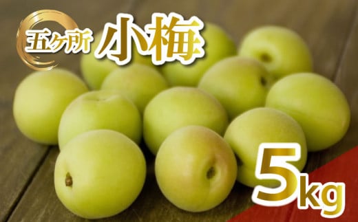 梅 約 5kg 4L うめ 生梅 青梅 旬 期間限定 梅酒 梅干し 梅干 ジャム シロップ ジュース 五ヶ所小梅 三重県 南伊勢町 伊勢 志摩 JA伊勢 1299040 - 三重県南伊勢町