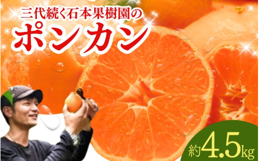 [先行予約]石本果樹園の美味しい ポンカン 約4.5kg 20〜25玉[1月初旬から2月初旬までに順次発送] / みかん フルーツ くだもの 果物 ポンカン