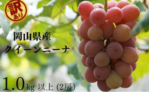 訳あり クイーンニーナ 2房 合計1.0kg以上 産地直送 朝採れ ぶどう 葡萄 岡山 Kawahara Green Farm 岡山県産 2025年 [№5735-3295]