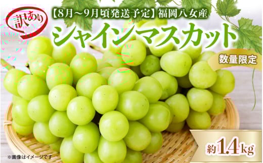 【2025年発送】先行予約！九州福岡フルーツ王国八女　訳ありシャインマスカット 約1.4kg【数量限定】＜配送不可：北海道・沖縄・離島＞ 数量限定 約1.4kg 自宅用 訳あり 果物 くだもの フルーツ ぶどう 葡萄 ジューシー 種なし 冷蔵 九州 福岡県 八女市