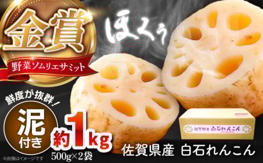 【金賞受賞！】松尾青果のこだわり白石れんこん 約1kg（500g×2袋）【松尾青果】 [IBD015]