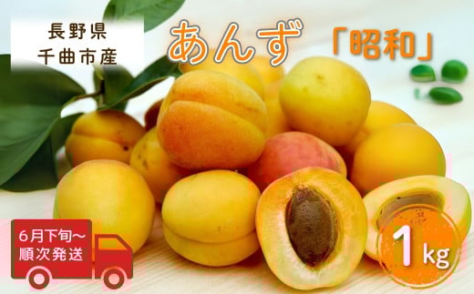 [2025年先行予約]あんず 昭和(長野県オリジナル品種) 約1kg 杏子 アプリコット 千曲市産 長野県 信州