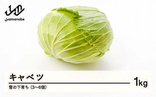 ≪先行予約≫ 2026年 山形県産 雪の下育ち キャベツ 1kg（3～6個） 2026年1月中旬から順次発送 野菜 F21A-368 880672 - 山形県山辺町