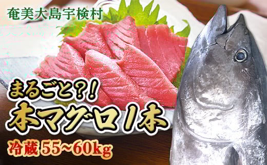 【 宇検村産 】 本マグロ 【1本 約 55 ~ 60 kg】 冷蔵 マグロ まぐろ 鮪 本鮪 本マグロ 養殖 尾なし 1尾 姿 トロ 中トロ 中とろ 大トロ 大とろ 赤身 中落とし 刺身 カマ ほぼ まるごと 海鮮 お祝い パーティー 贈答 豪華 100万 百万 2051040 - 鹿児島県宇検村