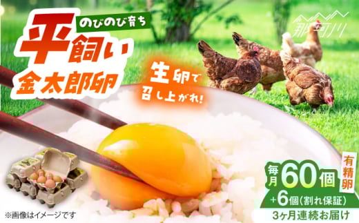 【全3回定期便】【TVで紹介！】鮮度ＡＡ級の世界最高ランク！ 金太郎卵 平飼い 卵 60個（6個入り✕10パック）＜有限会社 フジノ香花園＞那珂川市 卵 金太郎卵 平飼い卵 平飼い 卵 たまご[GAM011]