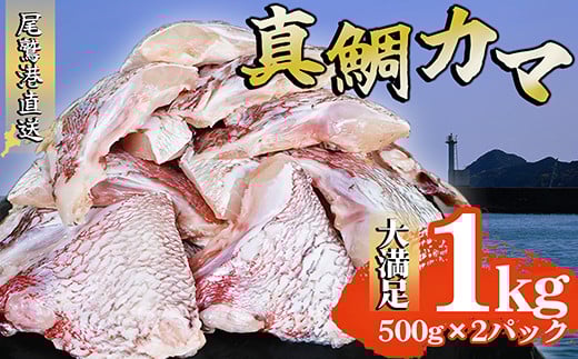 真鯛カマ 切り落とし 大満足 1kg 500g×2 パック 小分け 国産 希少部位 真鯛 マダイ 鯛 タイ たい ソテー 塩焼き  煮付け 鯛めし 人気 大満足 美味しい 魚介類 海鮮 バーベキュー BBQ  冷凍 肉厚 ふるさと納税 ふるさとチョイス 三重県 尾鷲市 OB-35