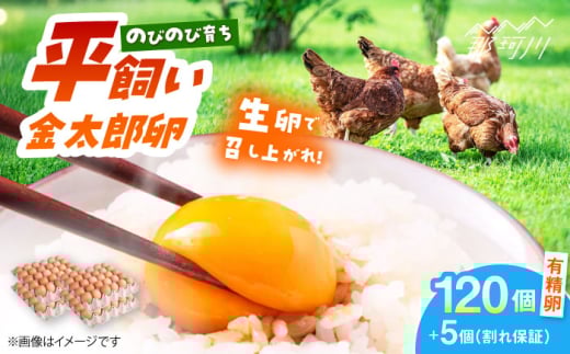 【TVで紹介！】【鮮度ＡＡ級の世界最高ランク！】金太郎卵 平飼い たまご まとめ買い120個（箱でお届け）＜有限会社フジノ香花園＞那珂川市 平飼い たまご 大容量 こだわり 餌 平飼い 新鮮 朝食 九州産 鶏卵 地鶏 生卵 玉子 ギフト 濃厚 贈り物 ギフト  割れ保証付き[GAM031] 1987873 - 福岡県那珂川市