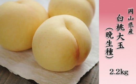 白桃大玉(晩生種)2.2kg【数量限定500セット】 885419 - 岡山県岡山県庁