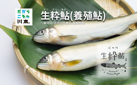 080058【一級河川・江の川の恵み・島根県産】生粋鮎（養殖鮎）800ｇ 1152816 - 島根県川本町