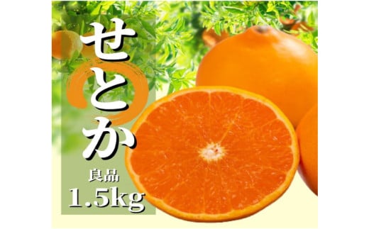 ＜2026年2月から順次発送＞ せとか 約1.5kg 良品 | 愛媛 みかん 先行予約 蜜柑 柑橘 果物 くだもの フルーツ お取り寄せ グルメ 期間限定 数量限定 人気 おすすめ 愛媛県 松山市