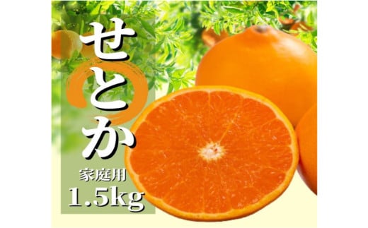 ＜2026年2月から順次発送＞ せとか 約1.5kg 家庭用 | 愛媛 みかん 先行予約 蜜柑 柑橘 果物 くだもの フルーツ お取り寄せ グルメ 期間限定 数量限定 人気 おすすめ 愛媛県 松山市