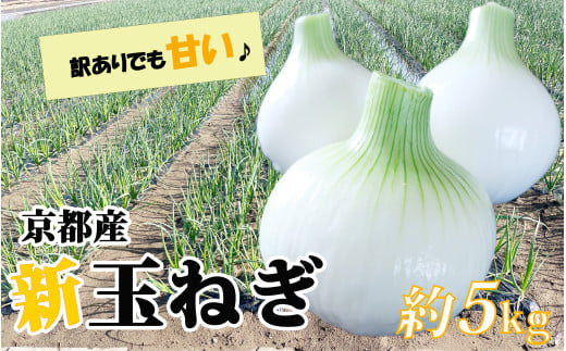 期間限定 訳あり 玉ねぎ 約 5kg 京都産 甘い サラダ スープ バーべキュー おかず 新玉 たまねぎ スライス 京都府 久御山町 山城 夏 野菜 有機栽培 生 タマネギ 玉葱 