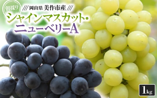 朝採りシャインマスカット・ニューベリーA　1kg(1房ずつ)【1142637】 776308 - 岡山県美作市
