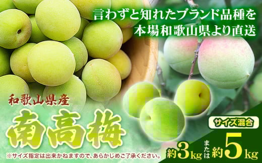 和歌山県産南高梅 選べる内容量 約3kg 約5kg (サイズ混合) 厳選館[6月上旬-7月上旬頃出荷]和歌山県 日高川町 うめ ウメ 梅 南高梅 和歌山県産 紀美野町[配送不可地域あり] st-p