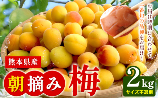 熊本県産 朝摘み 梅 2kg 3L・2L・L ・M サイズ不選別《5月中旬‐6月中旬頃出荷》 熊本県 球磨郡 山江村 つけもの 漬物 梅 梅干し うめぼし 朝採り 南高梅 白加賀 露茜