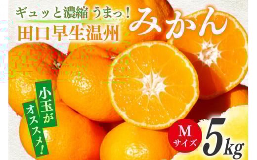 【期間限定発送】 みかん 5kg ギュッと濃縮 うまっ！ 田口早生温州みかん M [黒田農園 宮崎県 日向市 452061307] 果物 フルーツ ミカン 蜜柑 柑橘 268866 - 宮崎県日向市