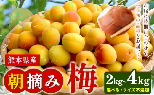 熊本県産 朝摘み 梅 選べる 2kg または 4kg 3L・2L・L ・M サイズ不選別[5月中旬‐6月中旬頃出荷] 熊本県 球磨郡 山江村 つけもの 漬物 梅 梅干し うめぼし 朝採り 南高梅 白加賀 露茜 st-p