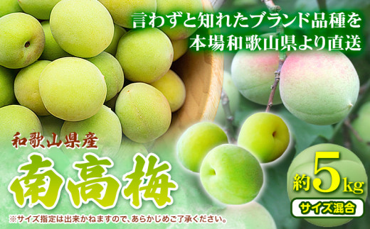 【先行予約】青梅 南高梅 和歌山県産南高梅 約5kg (サイズ混合) 厳選館《2026年6月上旬-6月下旬頃出荷》和歌山県 日高川町 うめ ウメ 梅 南高梅 和歌山県産 紀美野町【配送不可地域あり】