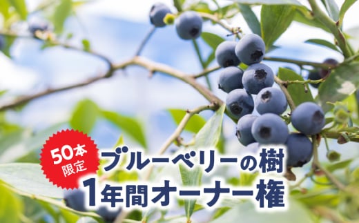2855 鹿児島県鹿屋市 無農薬ブルーベリーの樹1年間オーナー権（50本限定）　KN026-016 1983219 - 鹿児島県鹿屋市