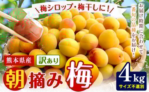 熊本県産 訳あり 朝摘み 梅 4kg 大・中・小サイズ不選別《5月中旬‐6月中旬頃出荷》 熊本県 球磨郡 山江村 つけもの 漬物 梅 梅干し うめぼし 朝採り 南高梅 白加賀 露茜